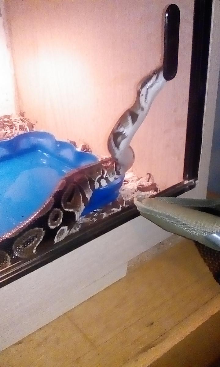 Our Ball Pyth