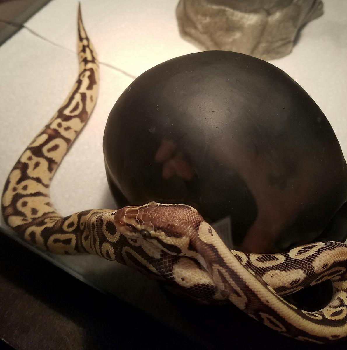 Kahleesi