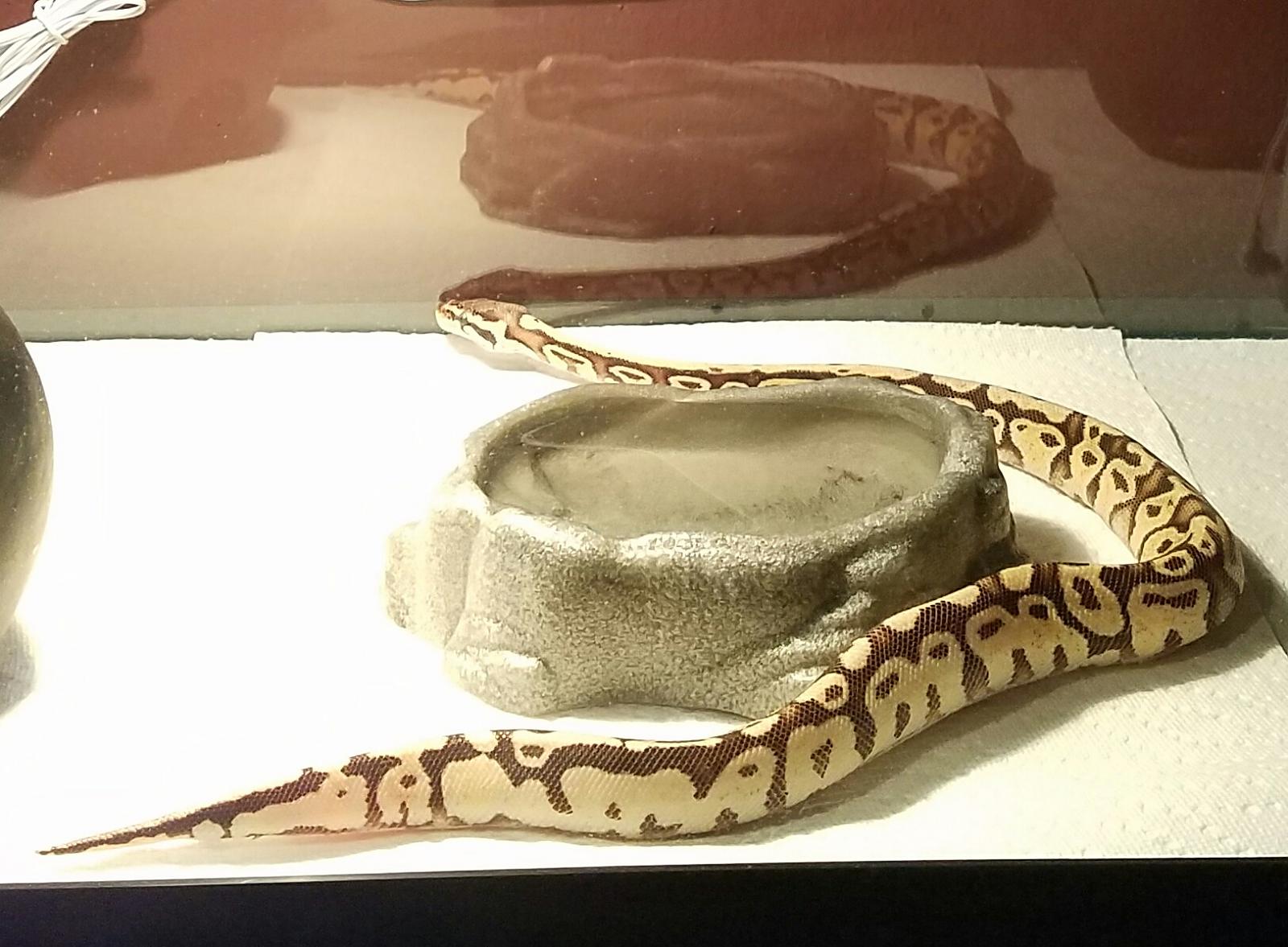 Kahleesi