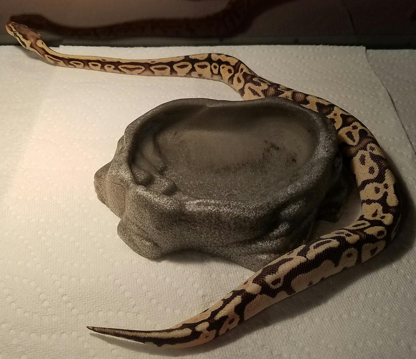Kahleesi