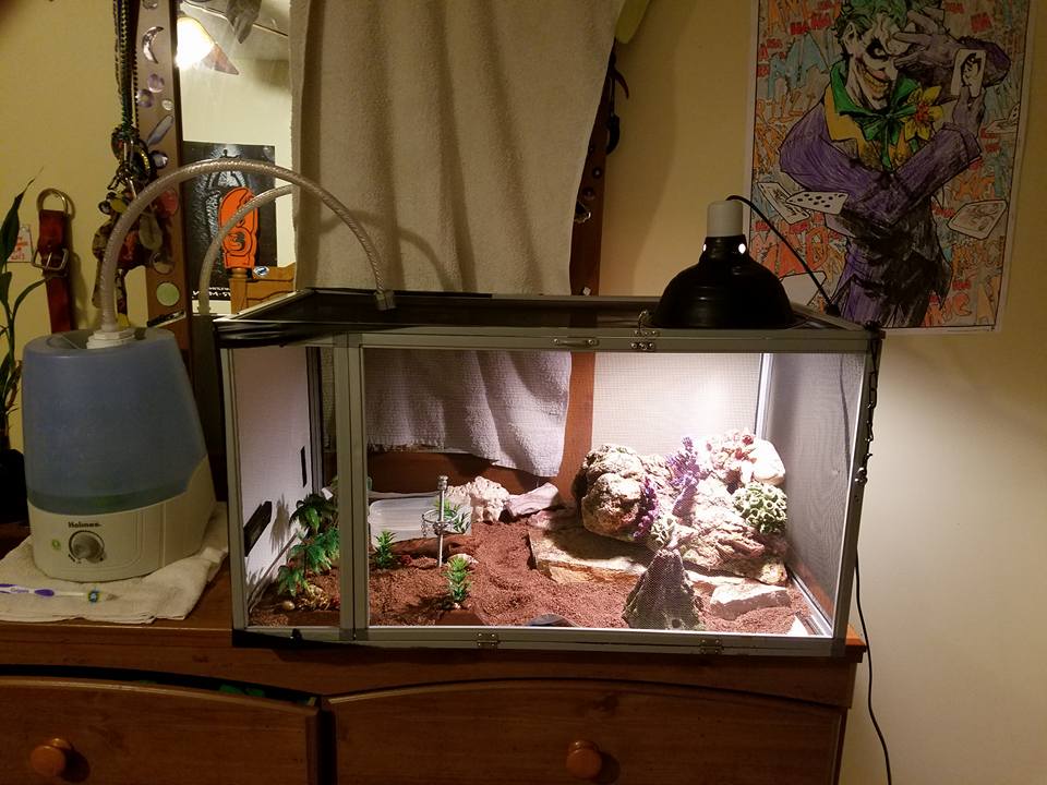 snake habitat setup