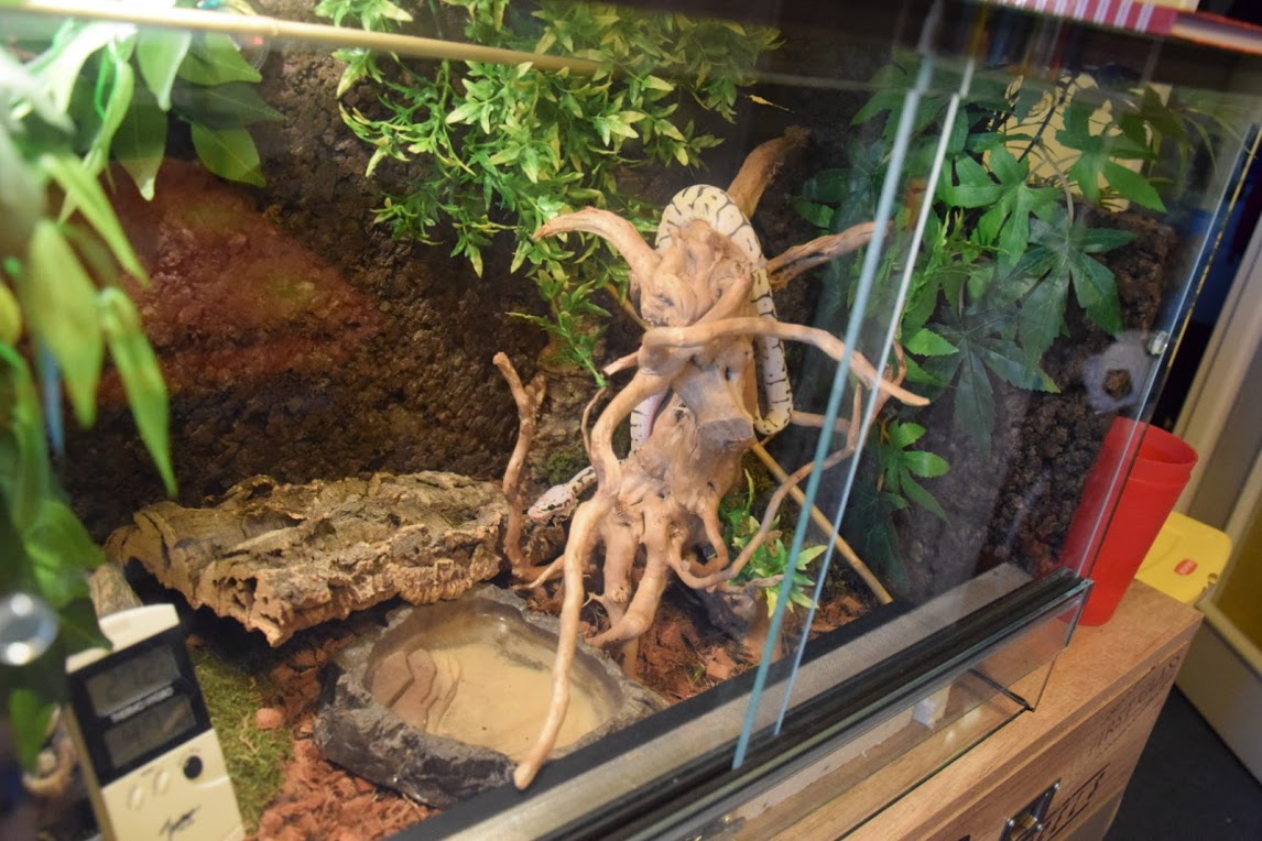 My 2 month baby BP