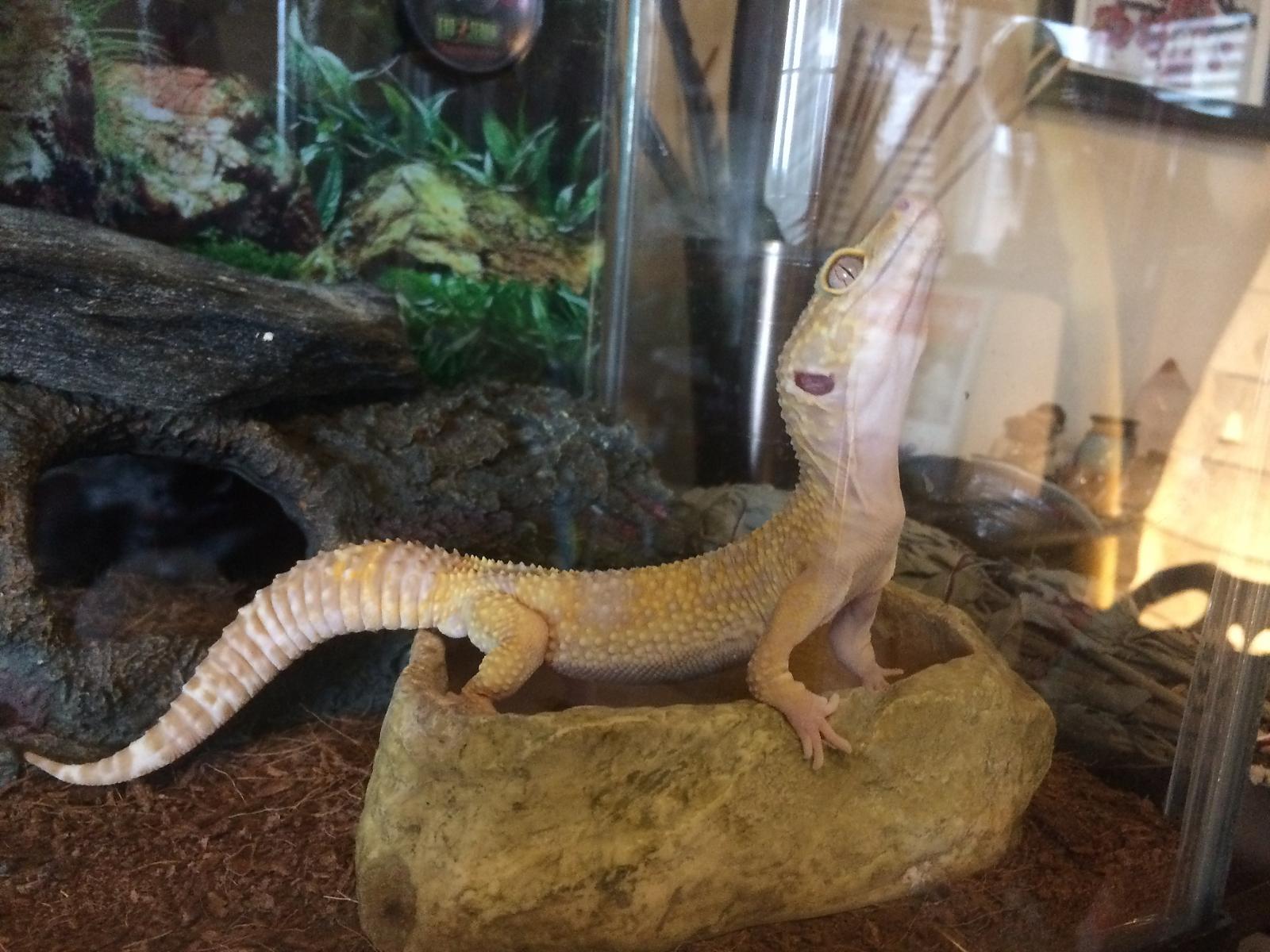 Herpy Derpy