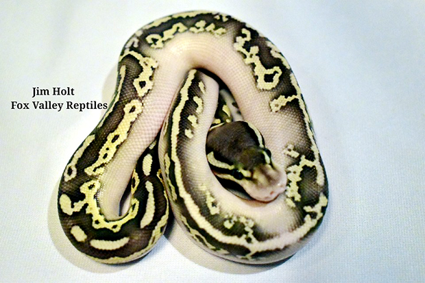 Black Pewter KRG Lesser2