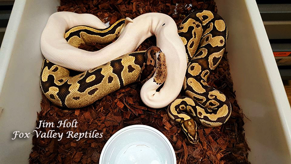 kgg pastel pied male 889449