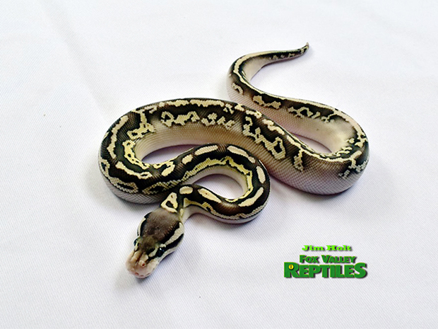 Black Pewter Kalabash Lesser