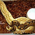 krg het clown and lesser pastel het clown