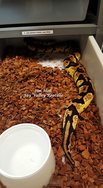 krg pastel het pied girl