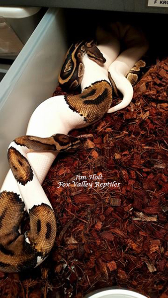 krg pied female and cinder specter