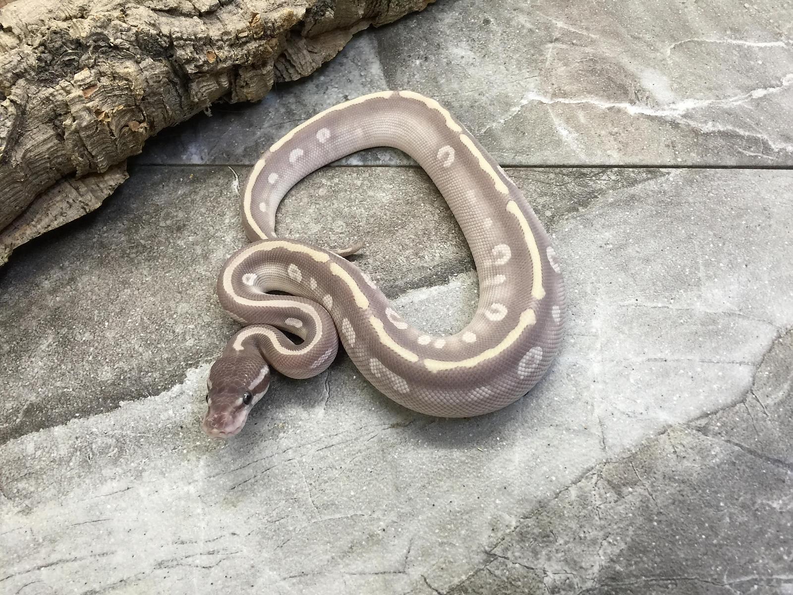 Pictures from Zedd's breeder