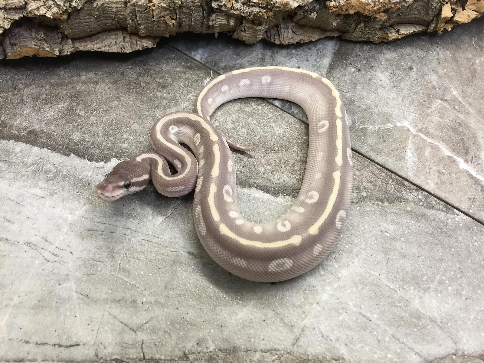 Pictures from Zedd's breeder