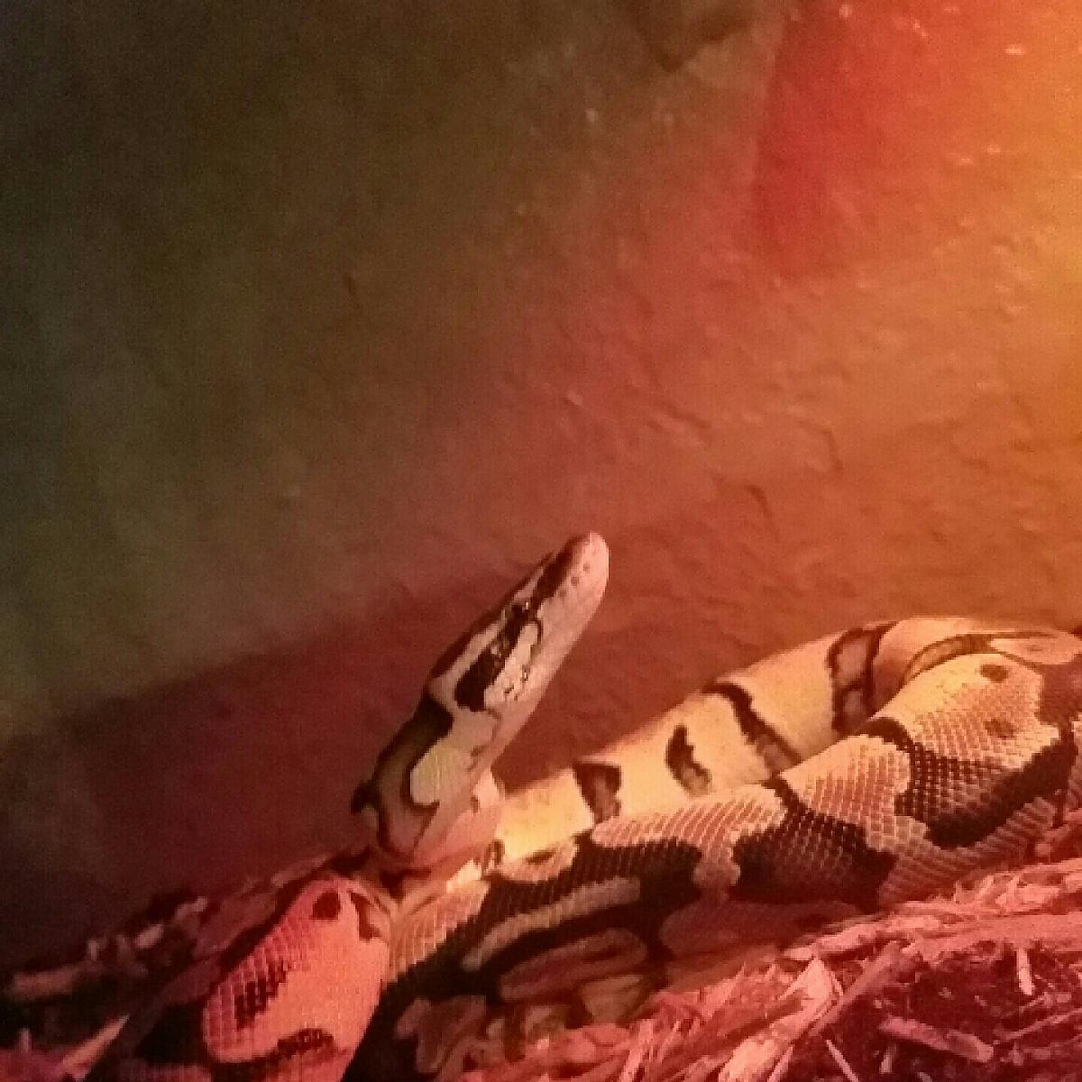Fafnir
