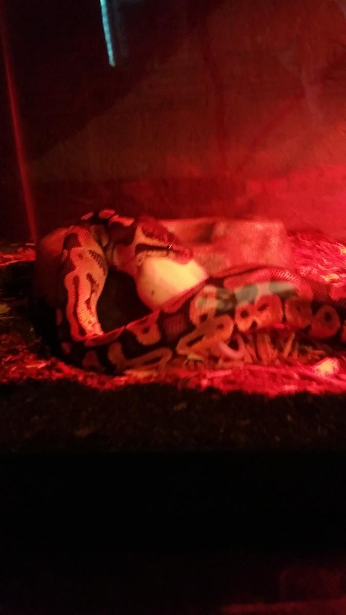Fafnir Eating