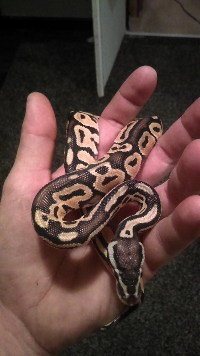 1188