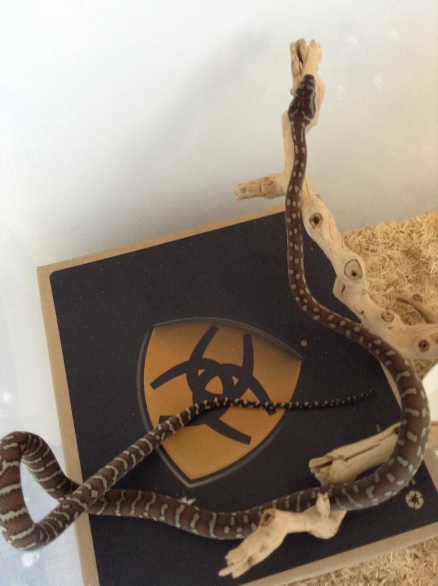 Bredli arrival