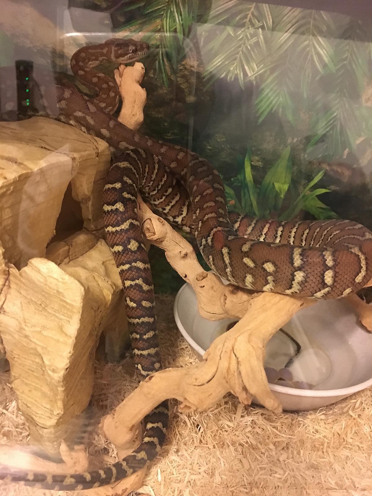 Bredli