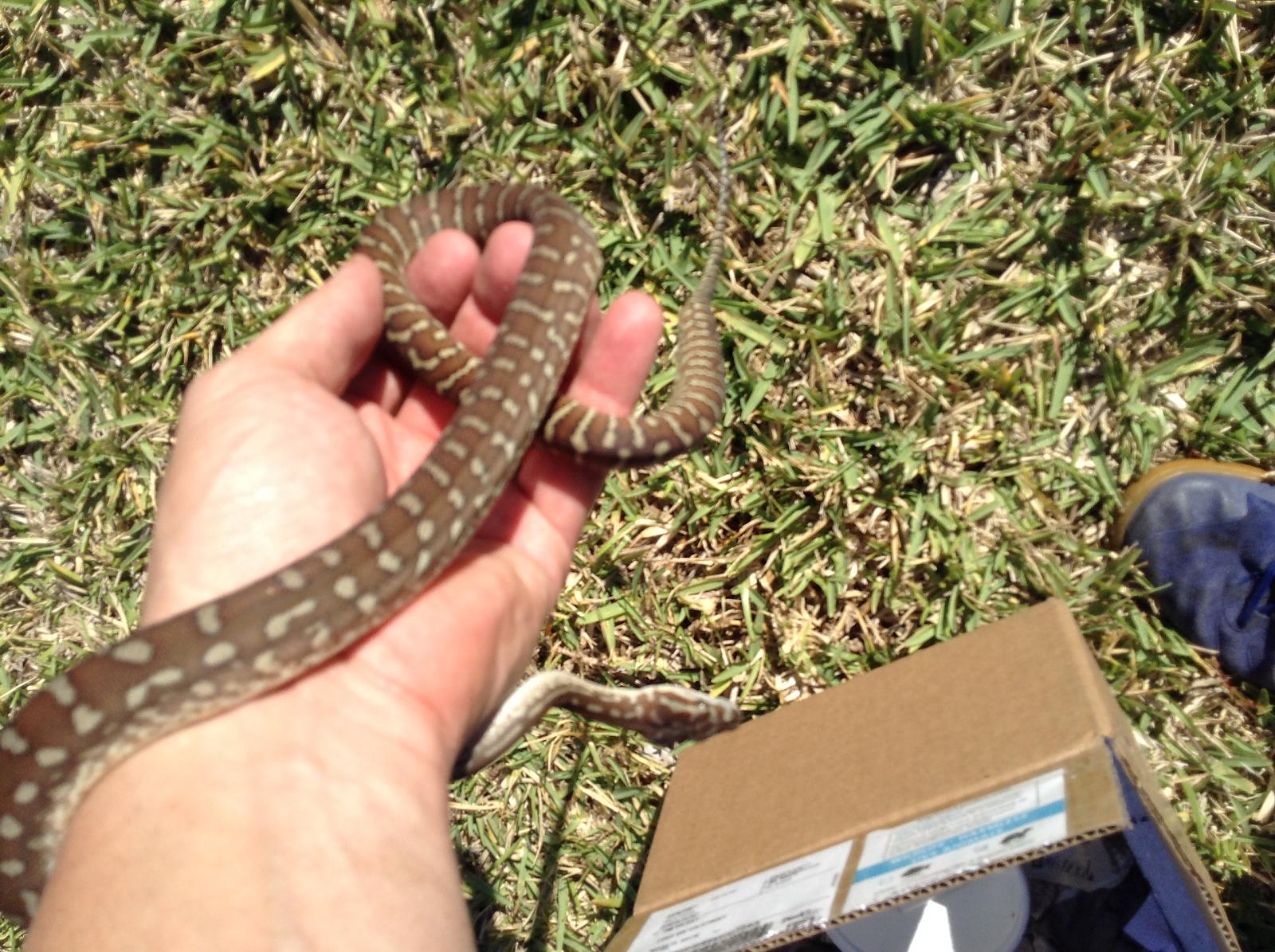 Bredli arrival