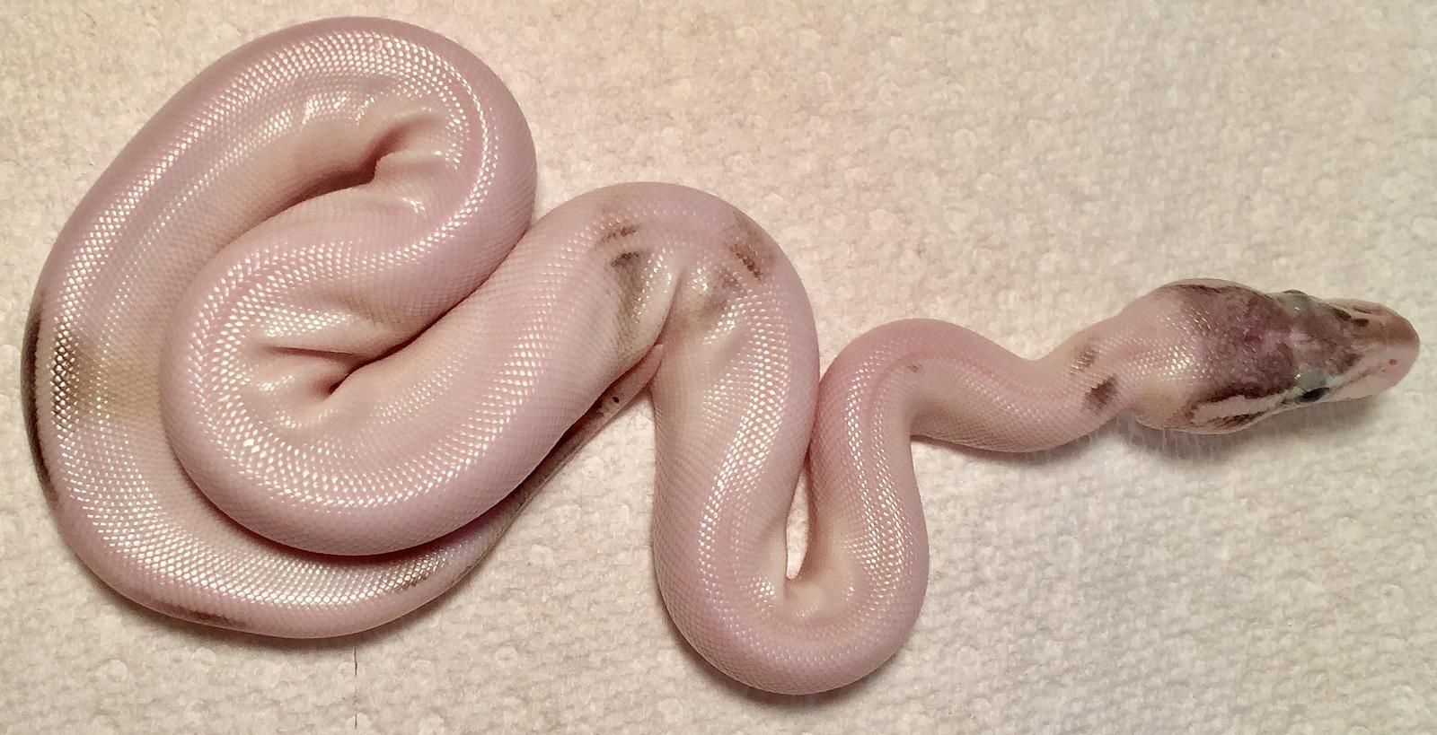 Lesser Mojave het clown