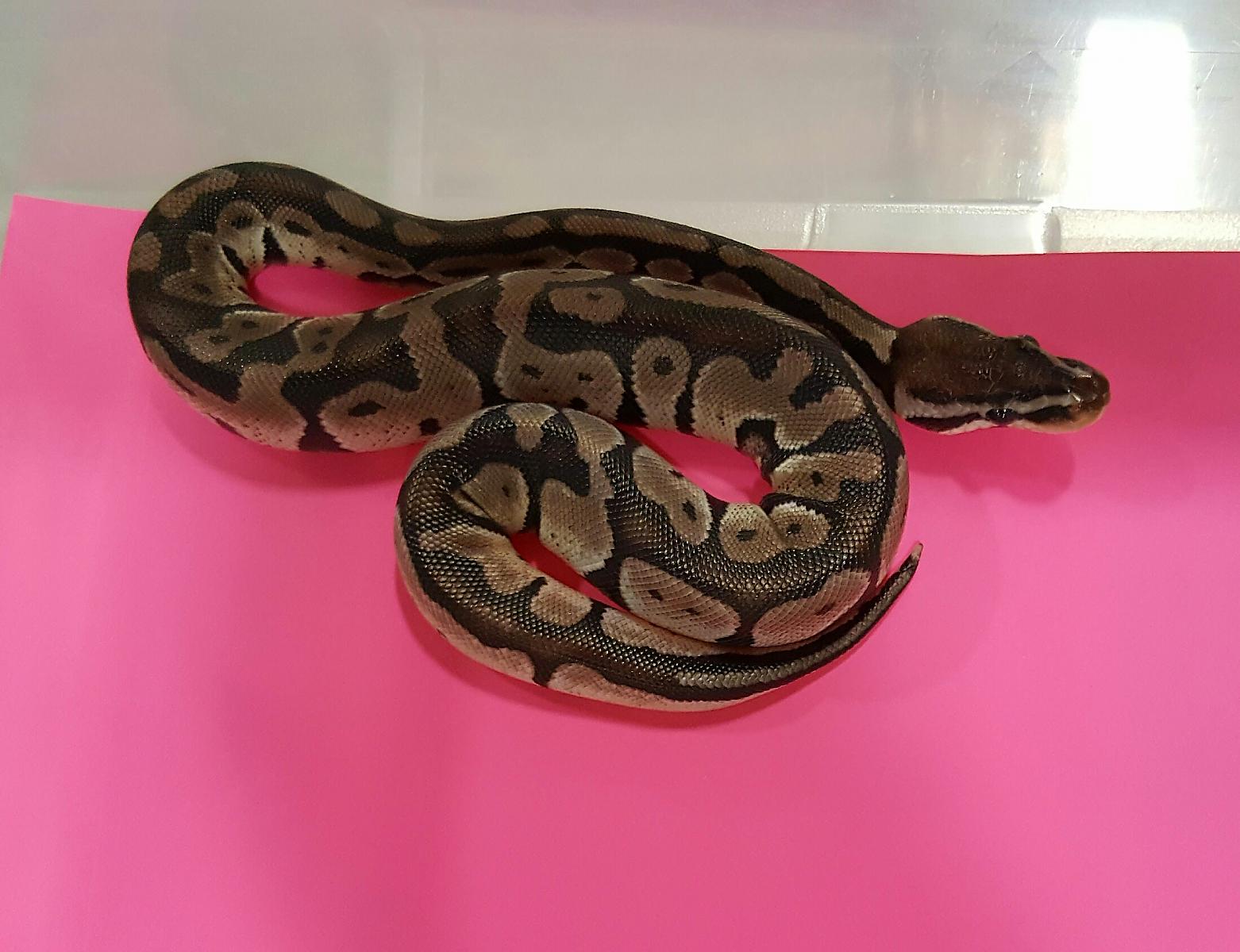First BP: Pastel Axanthic Male