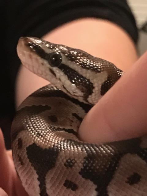 Oliver