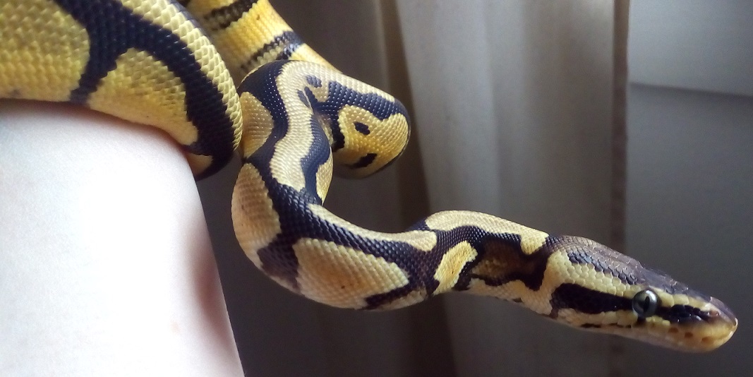 Updated Pics of Vespa!