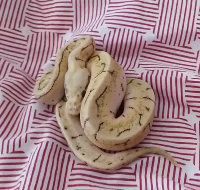 My ball pythons