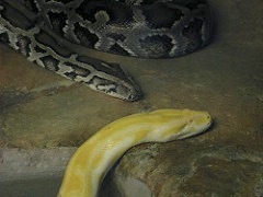 Mr Snake. 15' 117 lbs.
