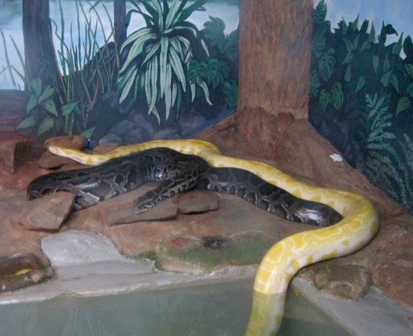 Mr Snake. 15' 117 lbs.