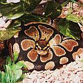 Ernie the Ball Python