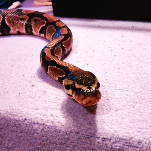 Ernie the Ball Python