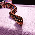 Ernie the Ball Python