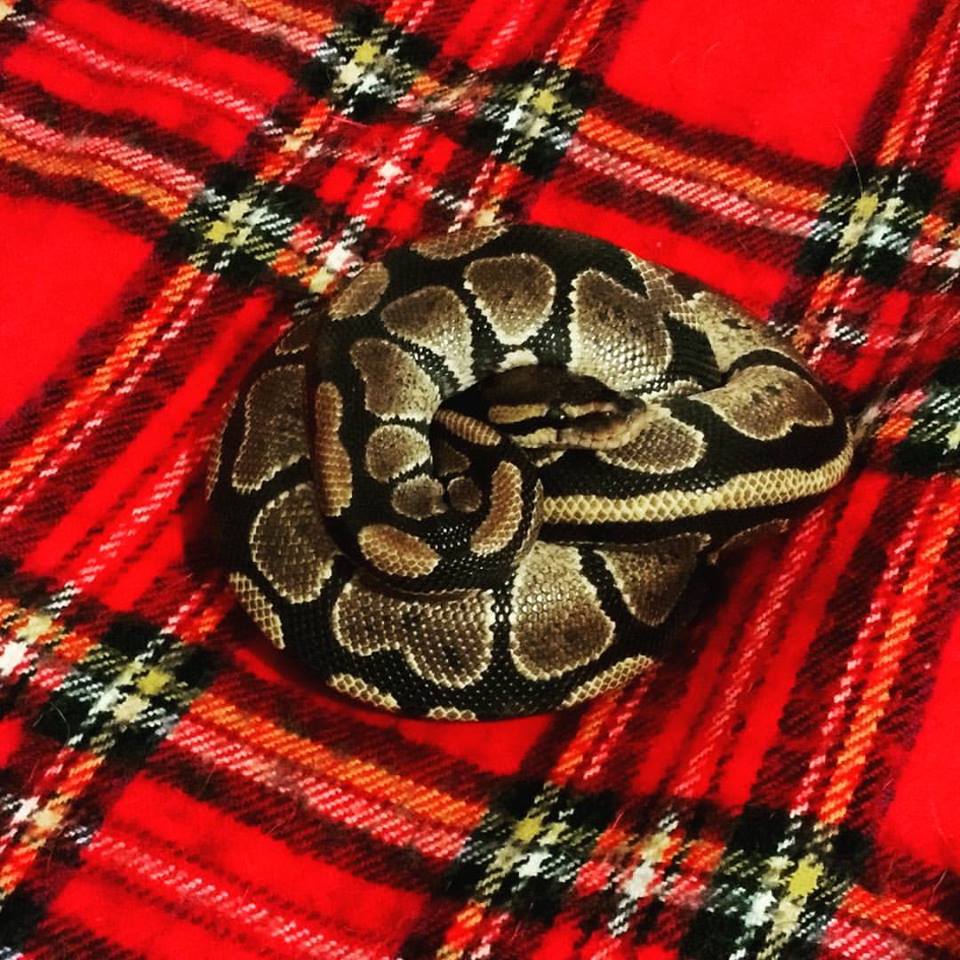 Ernie the Ball Python