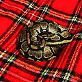 Ernie the Ball Python
