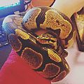 Ernie the Ball Python
