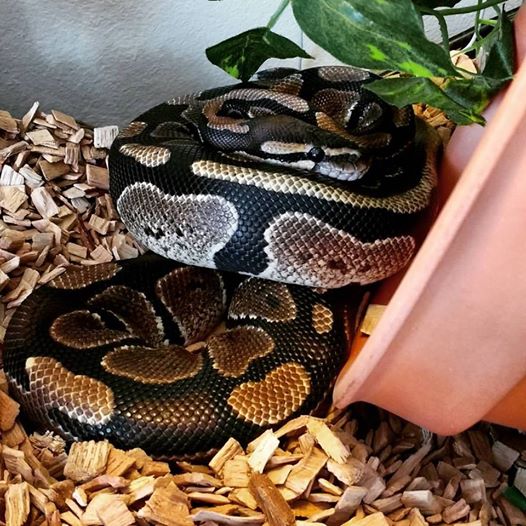 Ernie the Ball Python