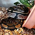 Ernie the Ball Python