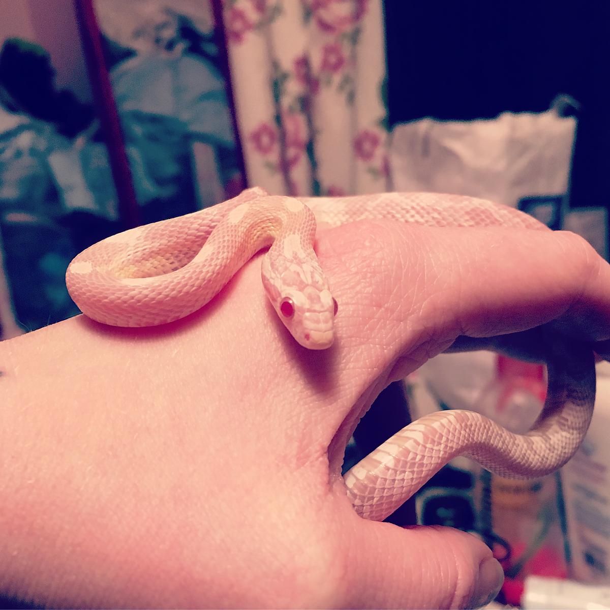 Cleo