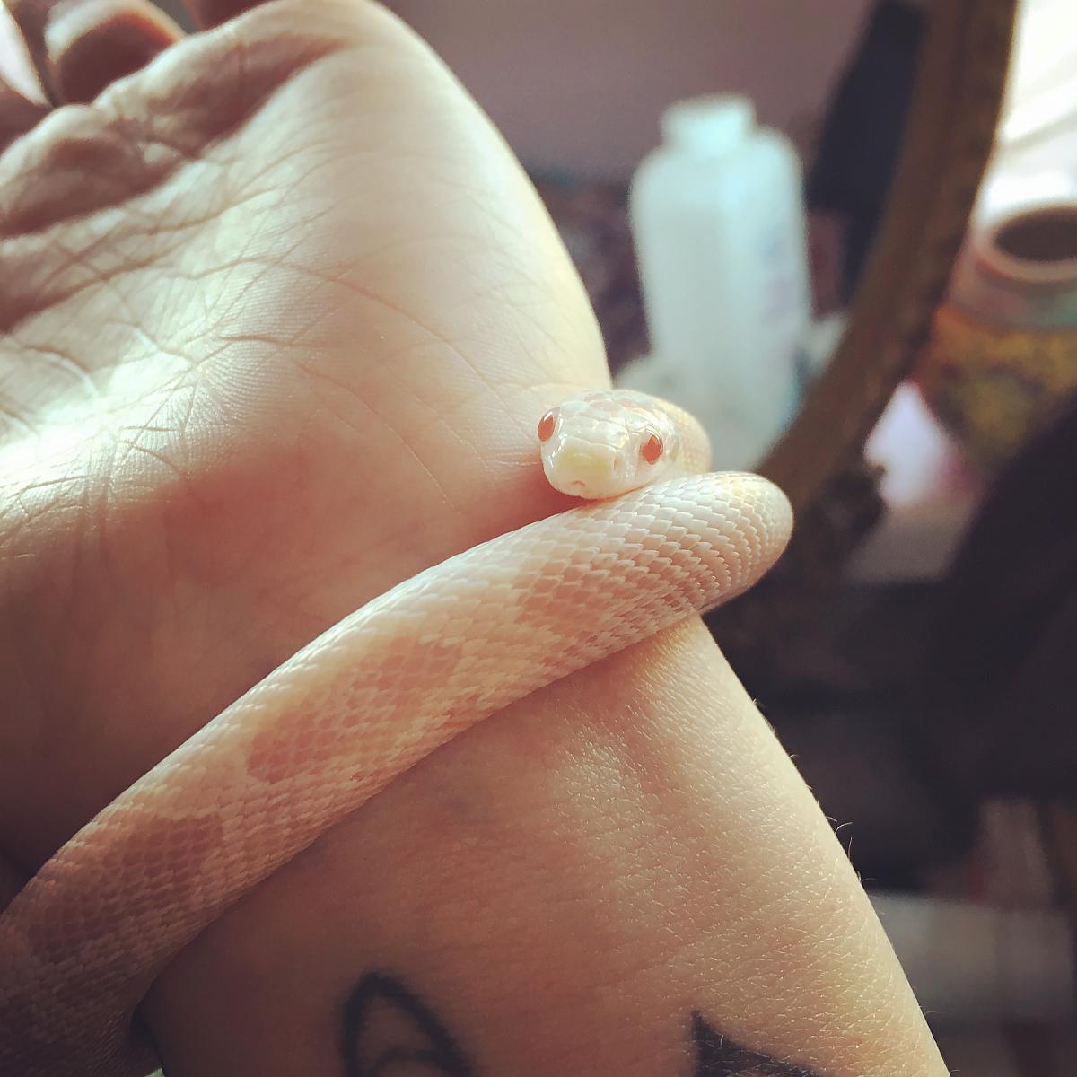 Cleo