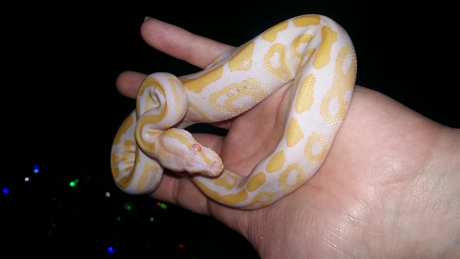 Aphrodite Albino Phantom