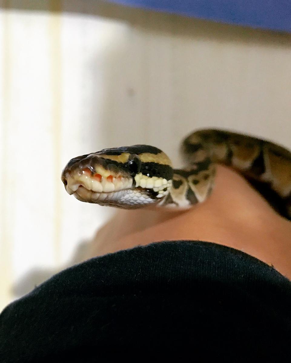 Lucy