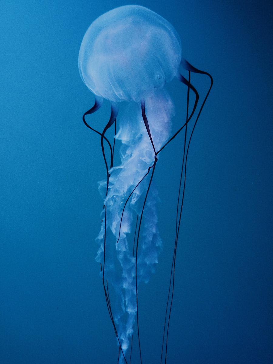 Jellyfish