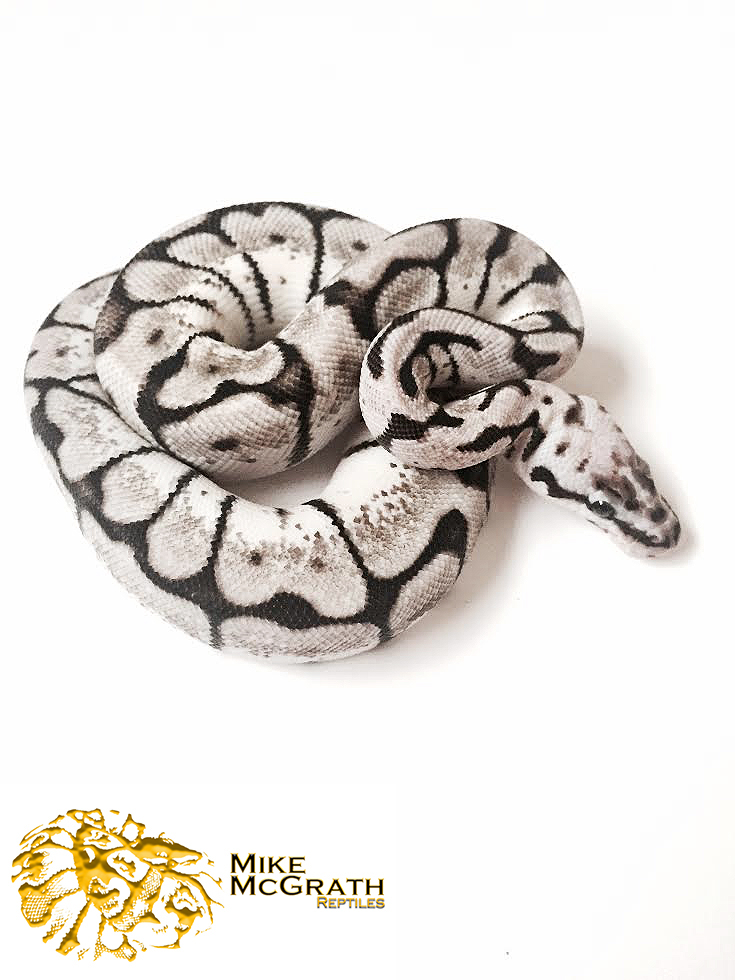 Lucille