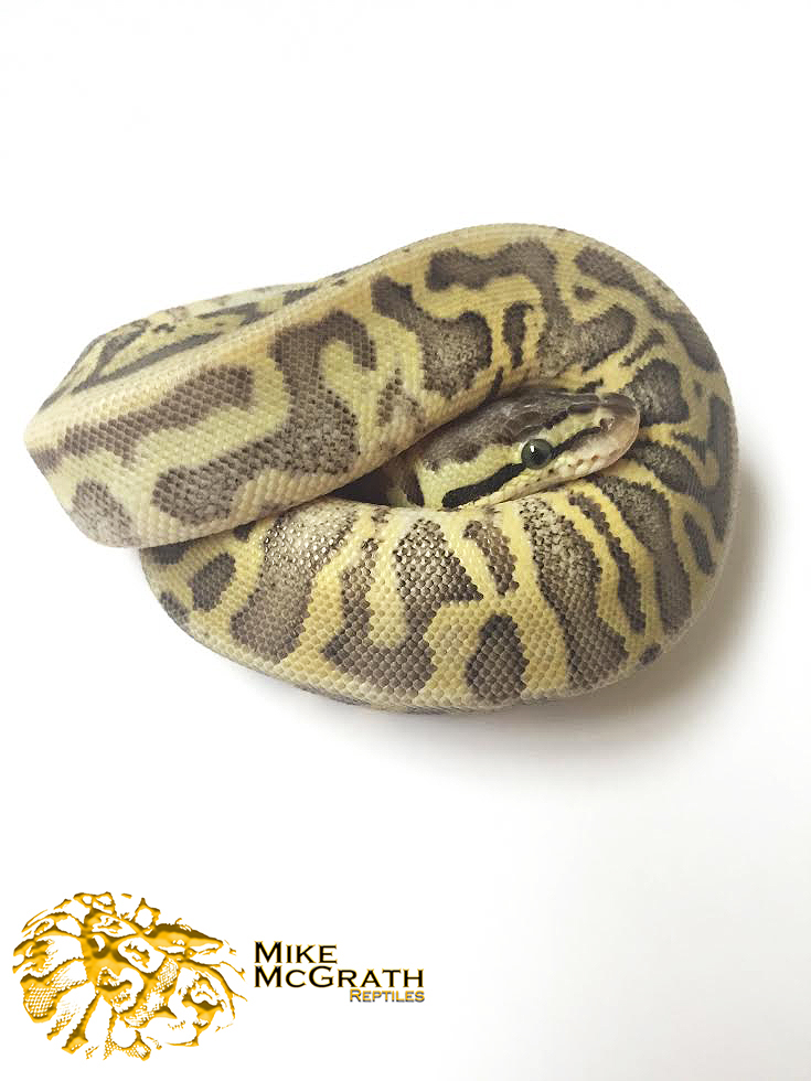 Marula