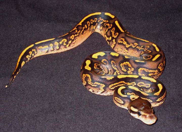 Black Pastel Yellow Belly Female