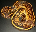 Black Pastel Yellow Belly