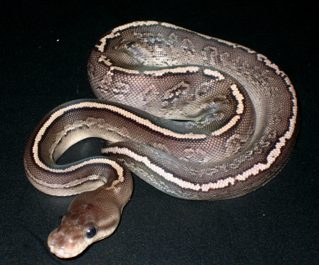 Yellow Belly Onyx