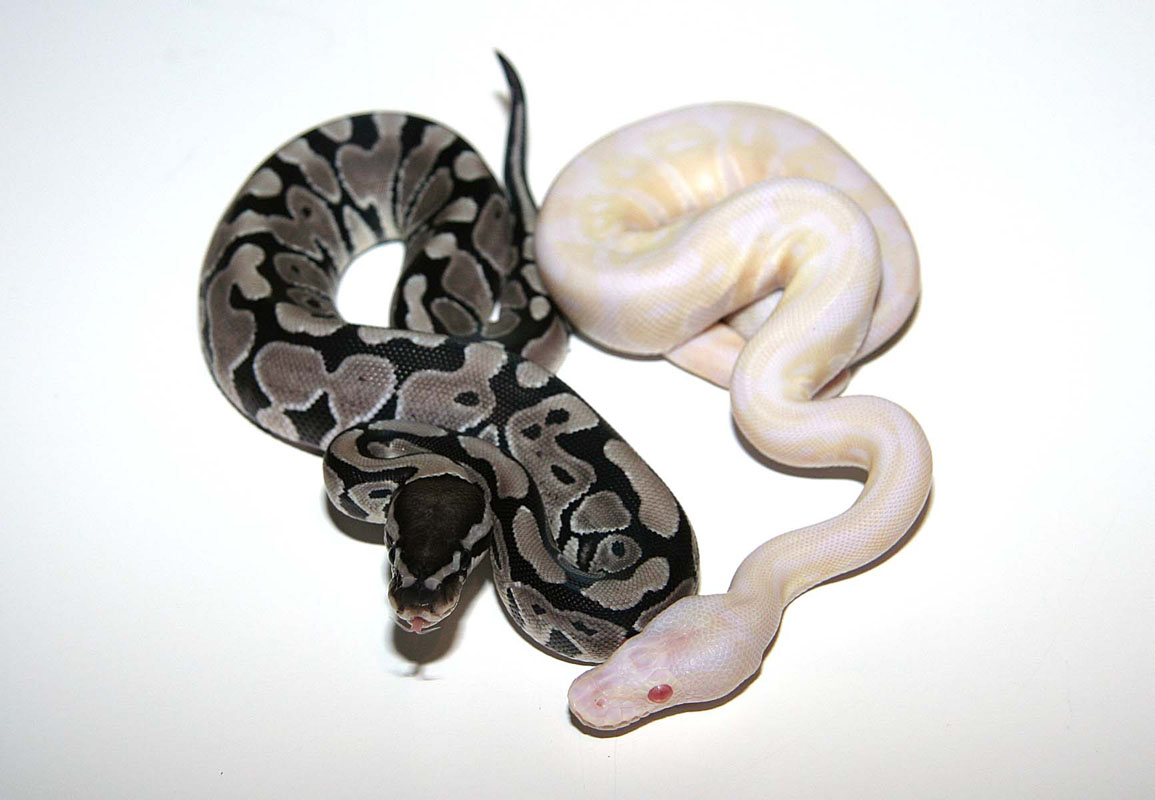 Axanthic And Snow???