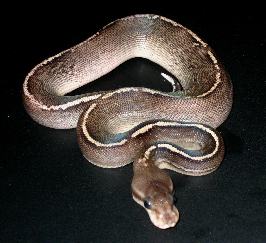 Male YB Onyx