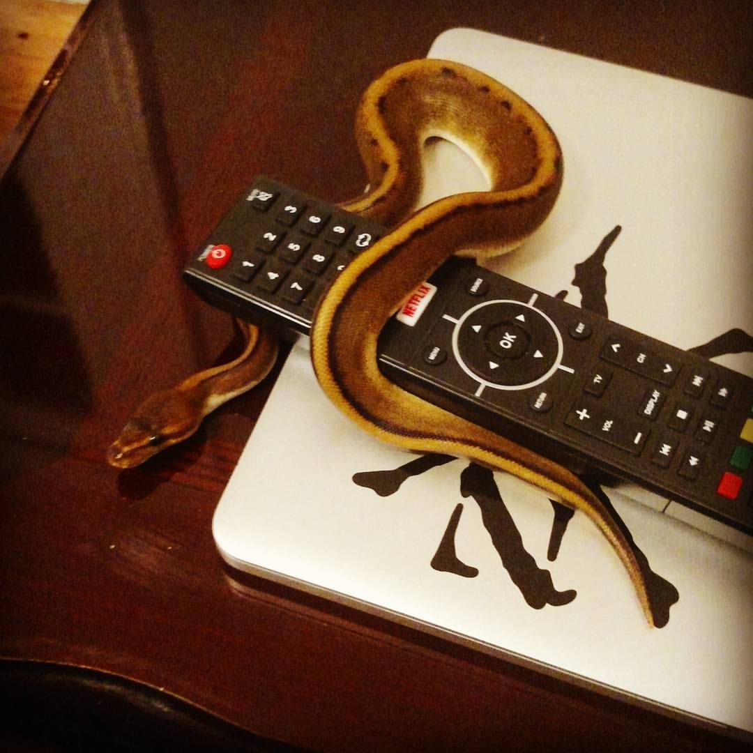 Toast likes the TV remote.