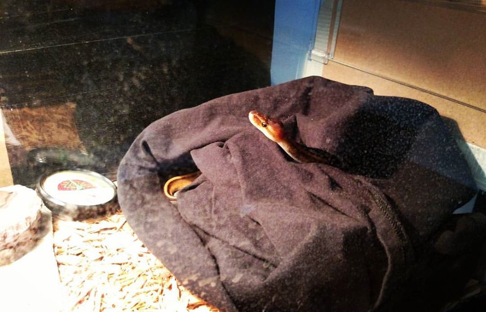 Toast likes T-Shirts.